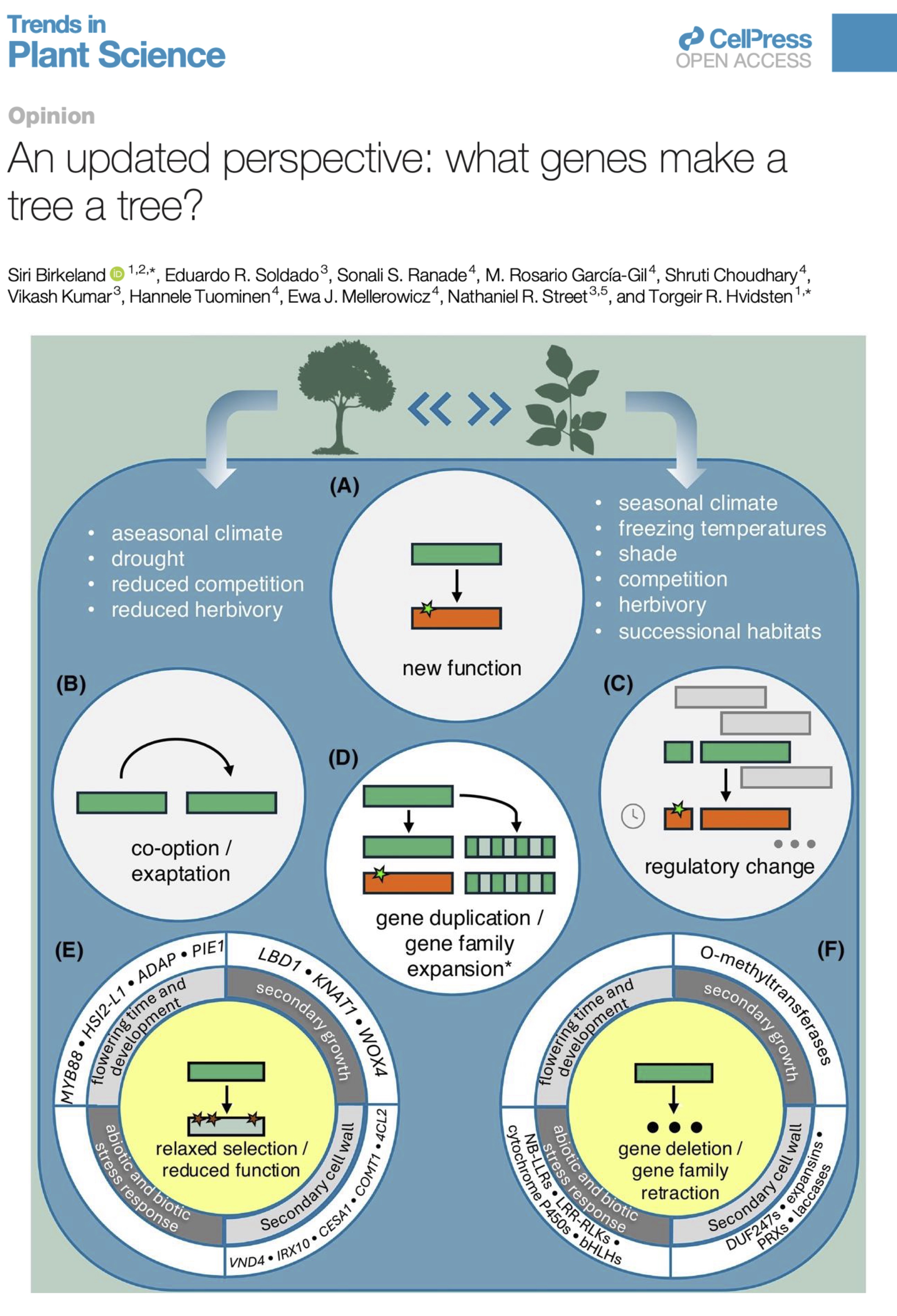 What makes a tree a tree — cover illustration