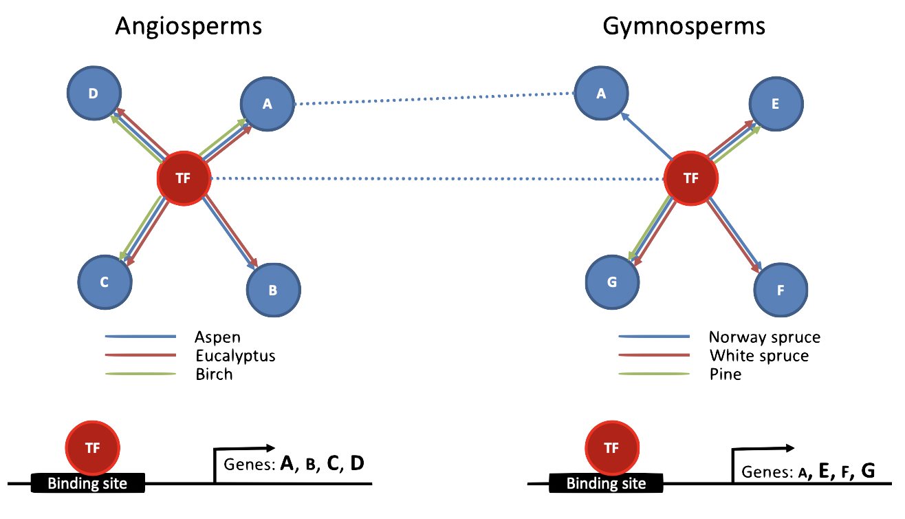 Cross-species regulatory network