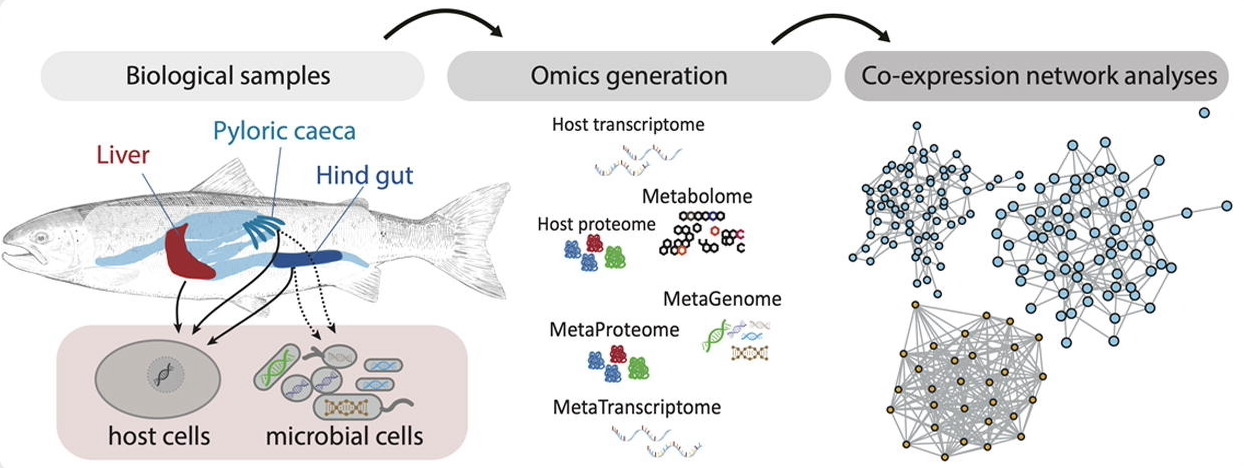 Host–microbiome network method
